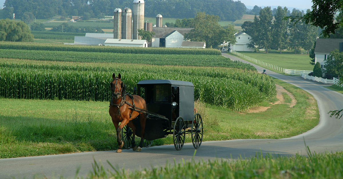 Amish Buggy