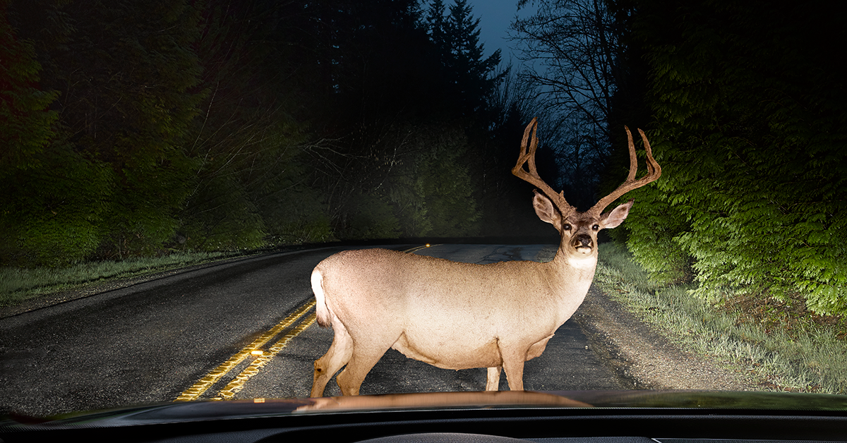 Deer In Road