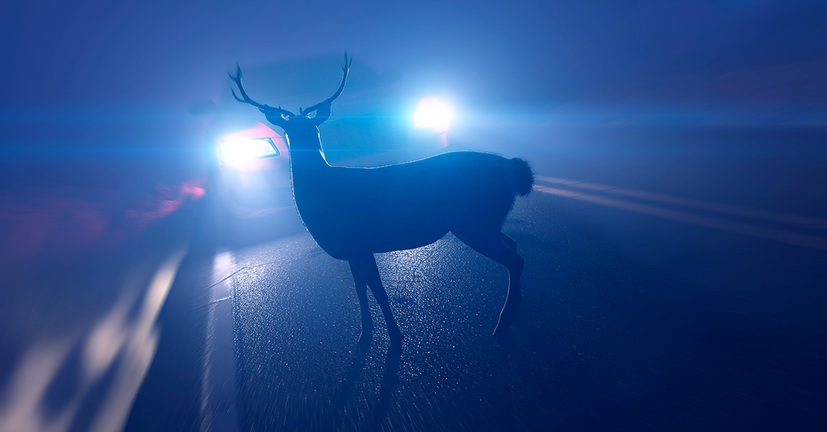 Deer in road