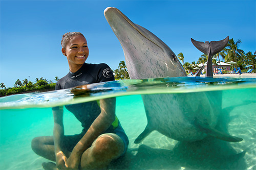 a person sits next to a dolphin in shallow blue water