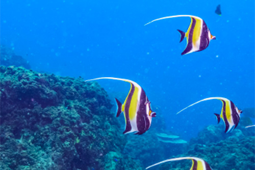 three moorish idol fish swim in the ocean