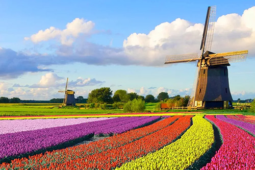 two old windmills sit behind a field of colorful flowers