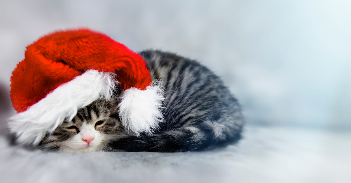 Christmas Kitten