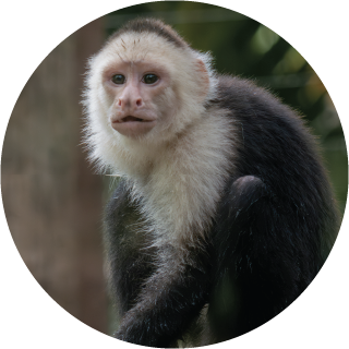 monkey