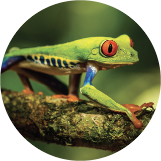 frog