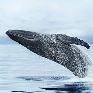 whale jumping of ocean